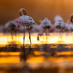 A flamingo preens its feathers, perfectly reflected in the golden water of the early morning. The warm light and calm water create a scene of pure tranquility.