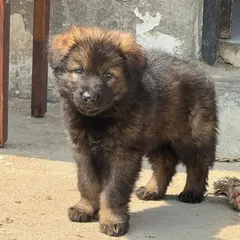 A puppy from our "Wolf Pack" litter (Karma x Renzo). You can see the strong bone structure and confident posture even at this young age. This is the result of a carefully planned breeding.