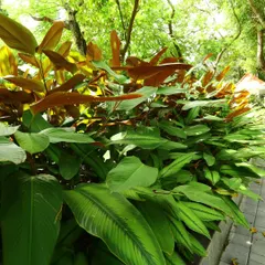 A dense planting of Calathea, a foliage plant known for its beautiful leaf patterns. The new leaves emerge with a reddish-brown color before turning green, adding dynamic color to a shady spot.