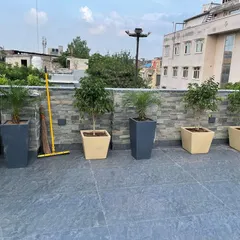 A simple yet effective arrangement of ficus and palm trees in alternating beige and grey square planters, lining the wall of a modern industrial terrace.