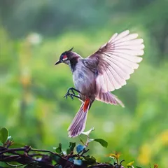 A Red-whiskered Bulbul, often considered a messenger of peace and joy, is captured mid-landing. These common neighborhood birds have much to share in their chatter if we only pause to listen.