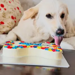 This beautiful dog is enjoying a bone-shaped cake decorated with a rainbow of colorful flowers, celebrating love in all its forms during Pride Month.
