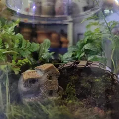 It's all in the details. This participant added a charming miniature stone house to their terrarium, creating a tiny, whimsical landscape that tells a story.