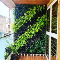 A completed vertical garden on a balcony, creating a dense wall of green. This living wall not only adds beauty and produces fresh air but also acts as a natural privacy screen from neighboring buildings.