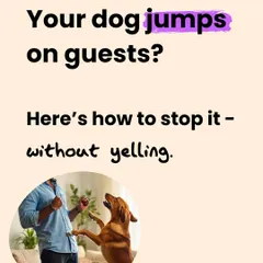 Does your dog jump on guests? This post introduces a common struggle and promises a solution that doesn't involve yelling. We focus on understanding the behavior as excitement, not naughtiness.