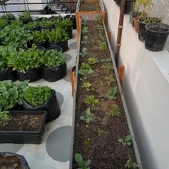 A few weeks after planting, you can see the progress in my DIY garden bed. The lettuce, broccoli, and cauliflower saplings have established well and are growing vigorously. This shows that with the right soil and setup, even homemade containers can give you amazing results.