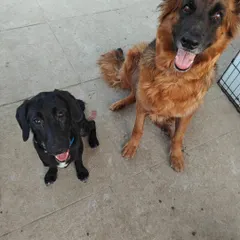 A German Shepherd and a smaller black dog sitting calmly together. In my open hosting environment, dogs of different breeds and sizes learn to coexist respectfully, which is a crucial skill for any well-adjusted canine citizen.