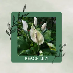 The elegant Peace Lily is known for its ability to filter common household toxins from the air. Its beautiful white flowers are a bonus to its air-cleaning capabilities.