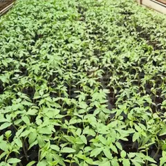 A series of images showing the process of preparing our seedlings for transplantation. From carefully sowing seeds into trays to watching them sprout, this is a crucial first step in our crop cycle.