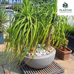 A mature Ponytail Palm in a stone-finish bowl planter adds a sculptural element to this outdoor area. The use of white pebbles as a top dressing provides a clean, finished look while helping retain soil moisture.