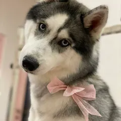Sky the Husky looking pretty in pink. Her double coat has been thoroughly brushed out, leaving it soft, clean, and free of tangles.