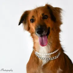 A pretty little baby named Kai. This indie dog is rocking her pearls and chains, showing off her unique style. I love working with dogs of all breeds and backgrounds, especially our lovely Indian streeties.