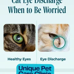 It can be worrying to see discharge from your cat's eye. This image helps you distinguish between a healthy eye and one that needs attention. An in-home check-up allows me to assess symptoms like this without causing your cat the anxiety of a clinic visit.