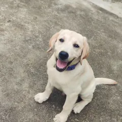 Look at that happy face! This is Whiskey the Labrador at his very first puppy school session. We're so excited to start this journey with him and his family.