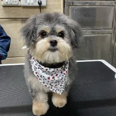 Another shot of Karma posing like a pro. My goal is for every puppy to leave happy and excited to come back.