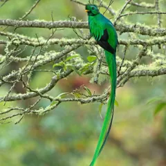 The legendary Resplendent Quetzal in the cloud forests of Costa Rica. Finding and photographing this bird, with its incredibly long tail, is a primary goal of my Neotropical tours.