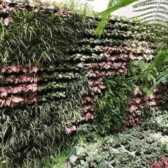A close-up of one of the vertical garden walls we installed at the ICICI Lombard head office. The design incorporates bands of different plants, creating a striped pattern with varying textures and colors.
