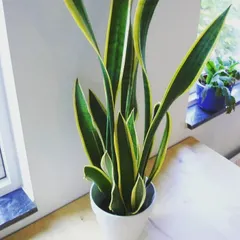 The popular Snake Plant (Sansevieria), a hardy and excellent air-purifying plant that we supply for many indoor projects.
