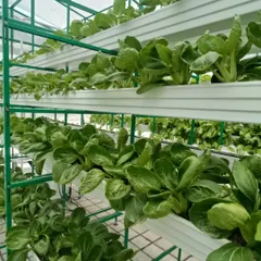 Rows of Pok Choy thriving in our vertical farming setup. This method allows us to grow a large volume of leafy greens in a small urban footprint.