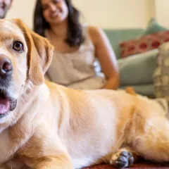 A dog's-eye view of family life. By getting down on their level, I can capture your pet as the center of the world, with his loving family softly in the background.