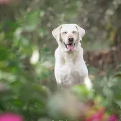 A happy Labrador peeking through the flowers. I often use natural elements like foliage to frame the shot, adding depth and a touch of whimsy to the portrait.