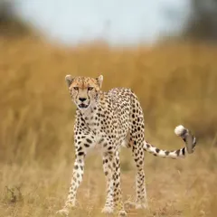 A cheetah pauses in the tall grass of the Masai Mara. My African tours focus on capturing the speed and grace of these incredible predators.
