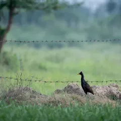 A Watercock near a barbed-wire fence, a poignant image for National Wildlife Day, highlighting human-wildlife conflict.