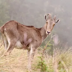 A young Nilgiri Tahr glances back from the misty grasslands of Eravikulam National Park. Photographing animals in atmospheric conditions like this adds a sense of mystery and place to the image.