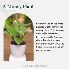 The Money Plant is probably one of the most popular Vastu plants, known for attracting wealth. You can place it on your balcony or indoors, as it's also a great air-purifying plant.