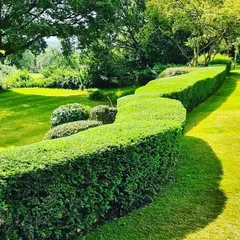 This curving hedge demonstrates our ability to create soft, organic shapes that follow the contours of your garden, adding a natural yet tidy appearance.