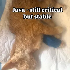 This was a critical moment for Java, a 5-week-old kitten with a severe neck injury. In this state, he was stable but required intensive veterinary care and monitoring. Supporting us helps cover the costs for such crucial, life-saving treatments.