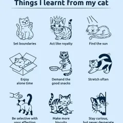 I've learned so much from my cat: set boundaries, act like royalty, and demand the good snacks. This is a fun guide to the life lessons our wise and sassy feline friends teach us every day.