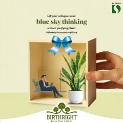 As a corporate gift, air-purifying plants offer "blue sky thinking" in a pot. It's a thoughtful way to improve your colleagues' workspace and well-being.