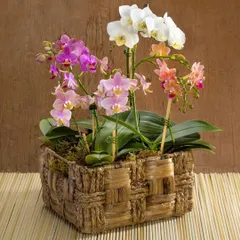 Plants make the best gifts. This beautiful basket features a curated arrangement of our finest Phalaenopsis orchids, perfect for celebrating a special occasion or simply brightening someone's day with a gift that continues to grow.