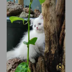 A little white kitten with stunning blue eyes playing hide-and-seek behind a wooden branch in our cattery. Its playful nature is a direct result of being raised in a stimulating and safe environment.