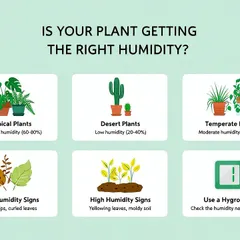 Is your plant getting the right humidity? This simple infographic helps you understand the needs of different plant types, from tropical to desert, and how to spot signs of low or high humidity in your home.