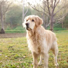 A majestic Golden Retriever stands proudly in a misty, sunlit park, a beautiful portrait showcasing the breed's noble character.