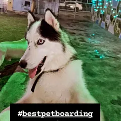 This happy Husky is all smiles after a fun play session in our outdoor park. We ensure our facility is a happy and stimulating place for all breeds, providing the best pet boarding experience in the Delhi NCR region.
