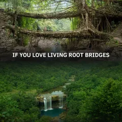 Welcome to the magic of Meghalaya. I take you on a trek through lush forests to see nature's own engineering marvel, the Double Decker Living Root Bridges. It's an experience you won't forget.