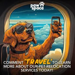 Your pet can be a globetrotter too. We handle all aspects of international pet relocation services, making sure your companion is ready for their flight and their new life abroad.