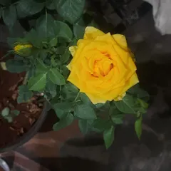 A vibrant yellow rose in full bloom. My collection includes roses in many colors, from deep reds to bright yellows and soft pinks.