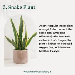 The Snake Plant is another popular indoor plant for Vastu. It is known for promoting increased oxygen flow, which contributes to a healthier lifestyle and positive energy in the home.