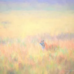 A tiger in the grasslands of Corbett, transformed into a painterly masterpiece. I edited this photograph to evoke the feeling of a canvas, where the soft winter light and misty background blend into a dreamlike scene.