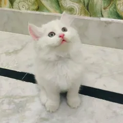 This stunning all-white Persian kitten is a little ball of fluff. At two months old, this kitten is fully vaccinated, dewormed, toilet-trained, and ready to be loved in a new home.