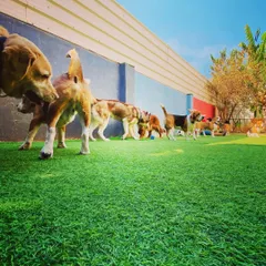 A whole pack of happy beagles exploring the yard together. It's so much fun to watch them interact and play in a group, just enjoying the open space and sunshine.