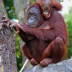 A tender moment between a mother Orangutan and her baby, clinging to her as she navigates the rainforest canopy in Borneo. Our conservation-focused tours in Sabah offer intimate opportunities to witness the lives of these intelligent and endangered primates.