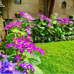 This view shows how a well-planned flower bed can enhance the overall garden landscape. The mix of purple and pink flowers creates a soft yet colorful border that draws the eye.