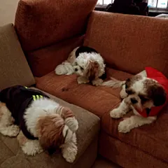 A happy trio of Shih Tzus relaxing on the couch. This is what my home-style pet boarding and daycare looks like, comfortable and full of friends.