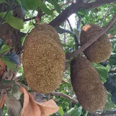It might be hard to believe, but this jackfruit is growing on a tree in my garden. With the right techniques, you can also grow larger fruit trees.
