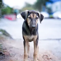 This little Indie pup standing bravely on the side of the road. My goal with adoption photos is to capture their spirit and potential, helping people see the amazing companion they could be.